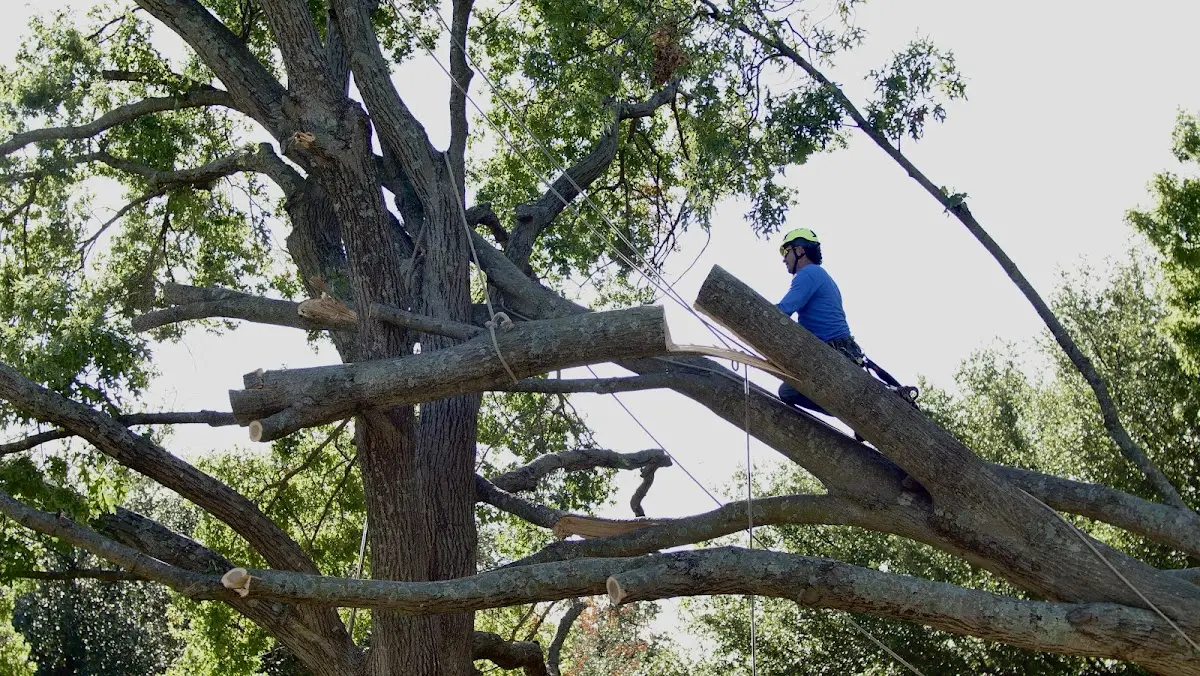 Professional Crown Thinning performed by certified arborists in Darrow