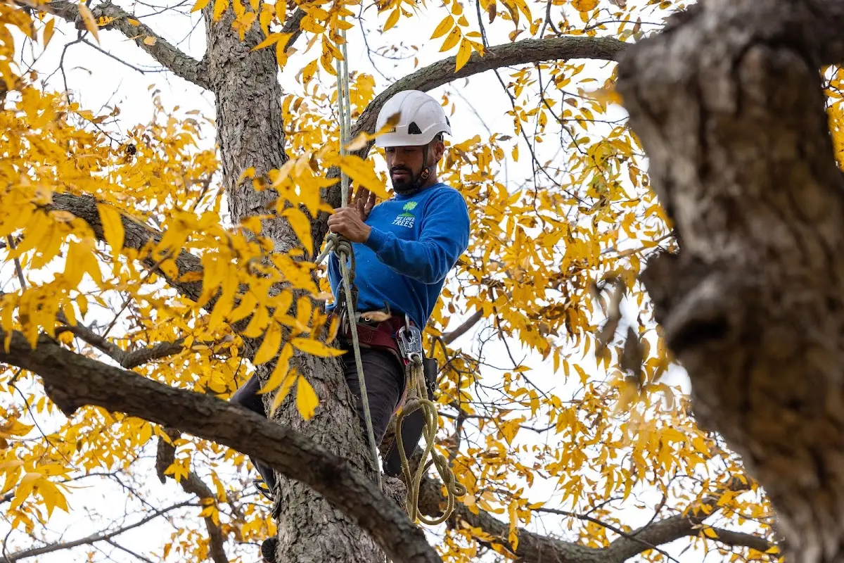 Skilled Tree Transplanting crew working in Darrow